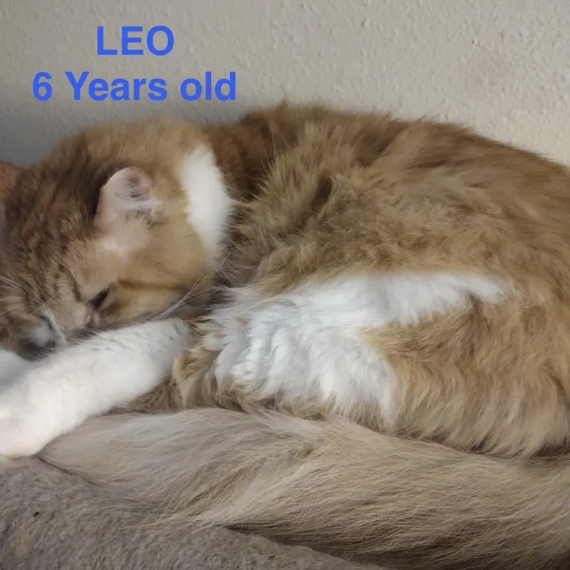 Leo