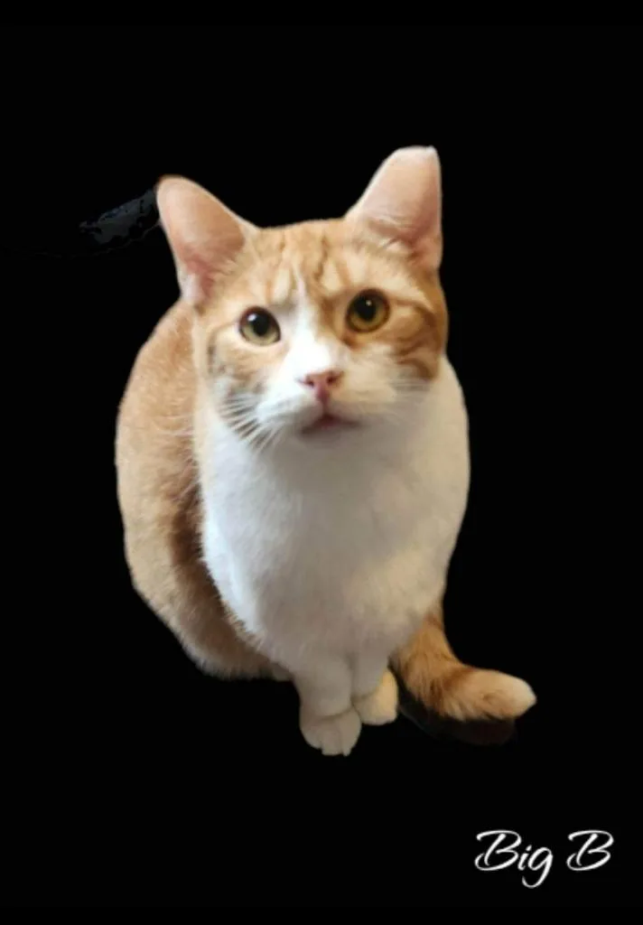 An adult medium-sized male Domestic Short Hair cat named Big B for adoption in El Dorado, AR