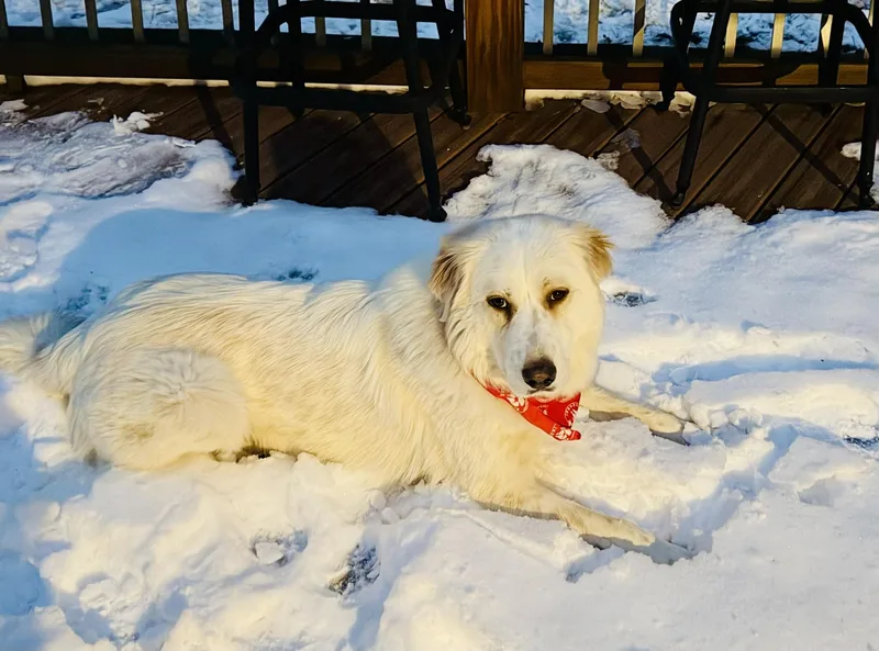 An adult large-sized female Great Pyrenees dog named Stella for adoption in Spartanburg, SC