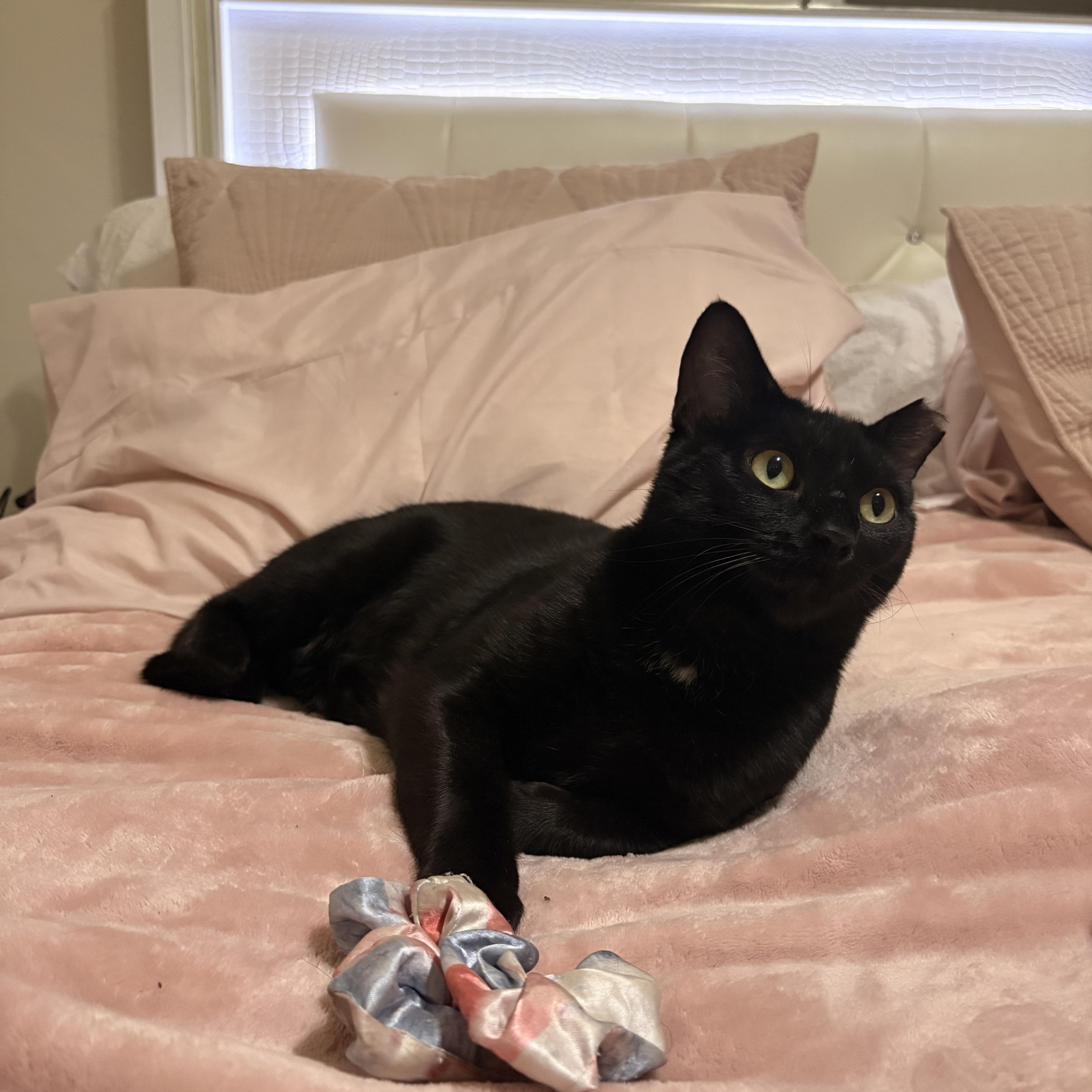 A young medium-sized female Black Domestic Short Hair cat named Sam  adult female for adoption in Los Altos Hills, CA