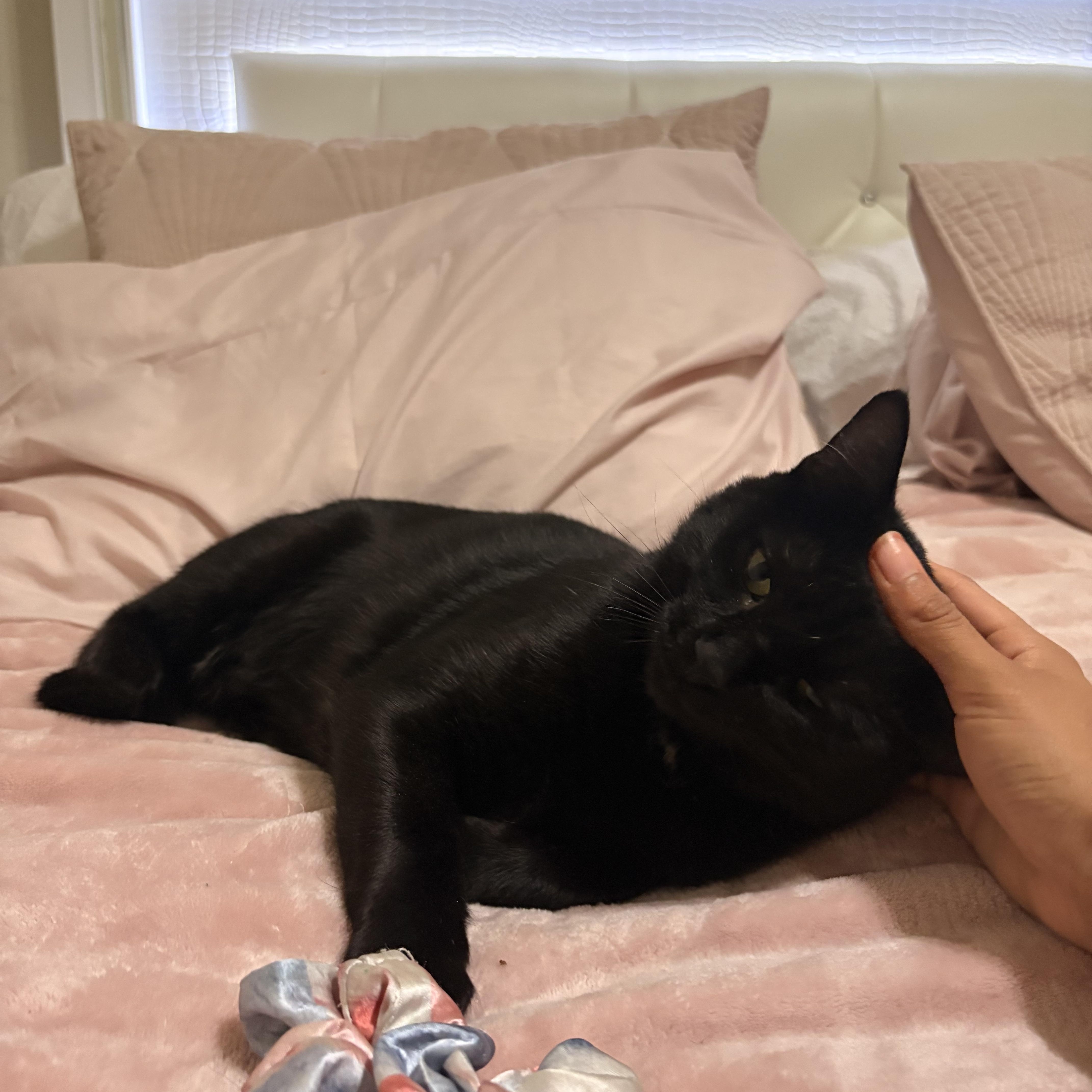 Sam  adult female thumbnail 2