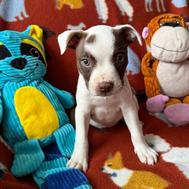 A baby small-sized female Brown / Chocolate Boston Terrier dog named Delicata for adoption in Normal, IL