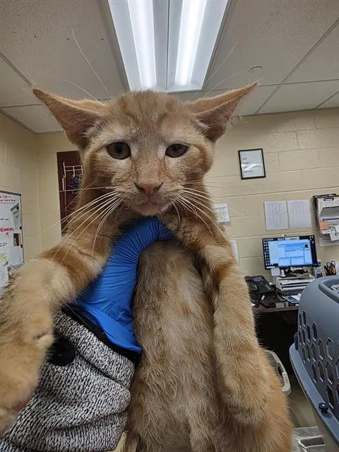A baby small-sized male Domestic Short Hair cat named Keenan for adoption in Aliquippa, PA