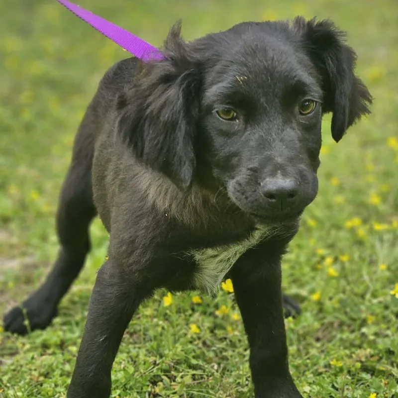 A baby medium-sized male Black Labrador Retriever dog named Jaylon for adoption in Bethpage, NY