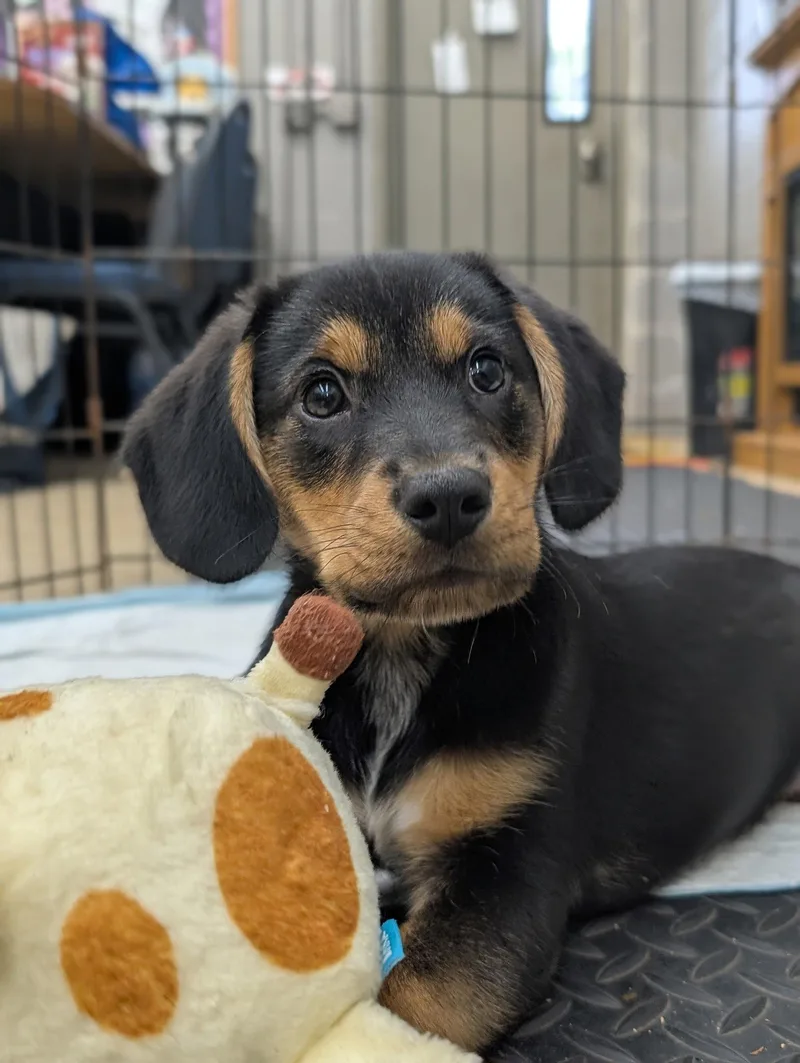Puppy Meatball