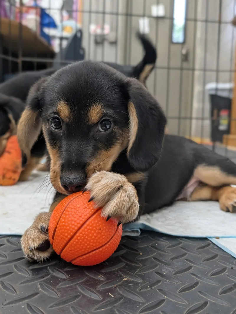 Puppy Meatball thumbnail 2