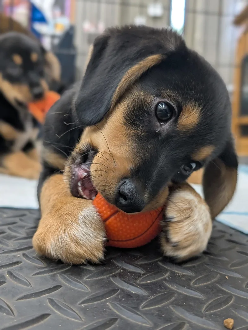 Puppy Meatball thumbnail 3