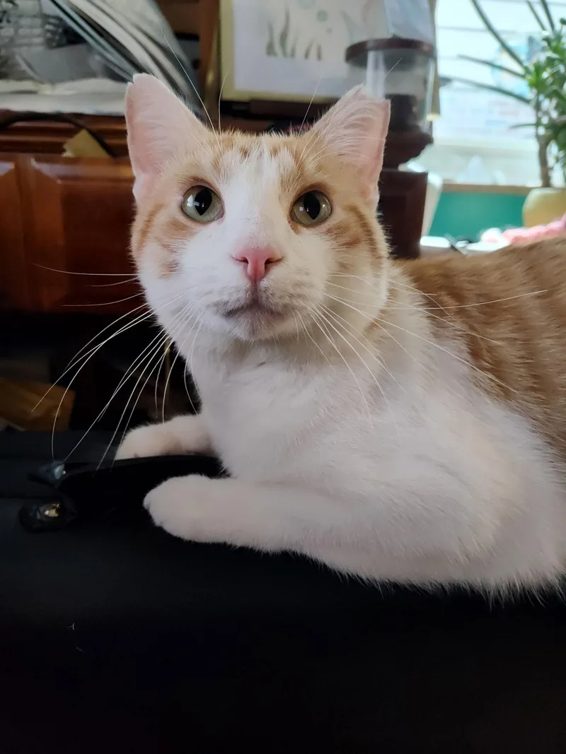 A young medium-sized male Orange & White Domestic Short Hair cat named Charlie Johnson for adoption in Cincinnati, OH