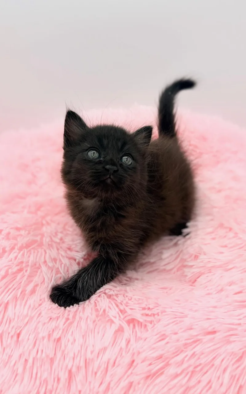 A baby medium-sized male Black Maine Coon cat named Ginkgo for adoption in Covington, LA