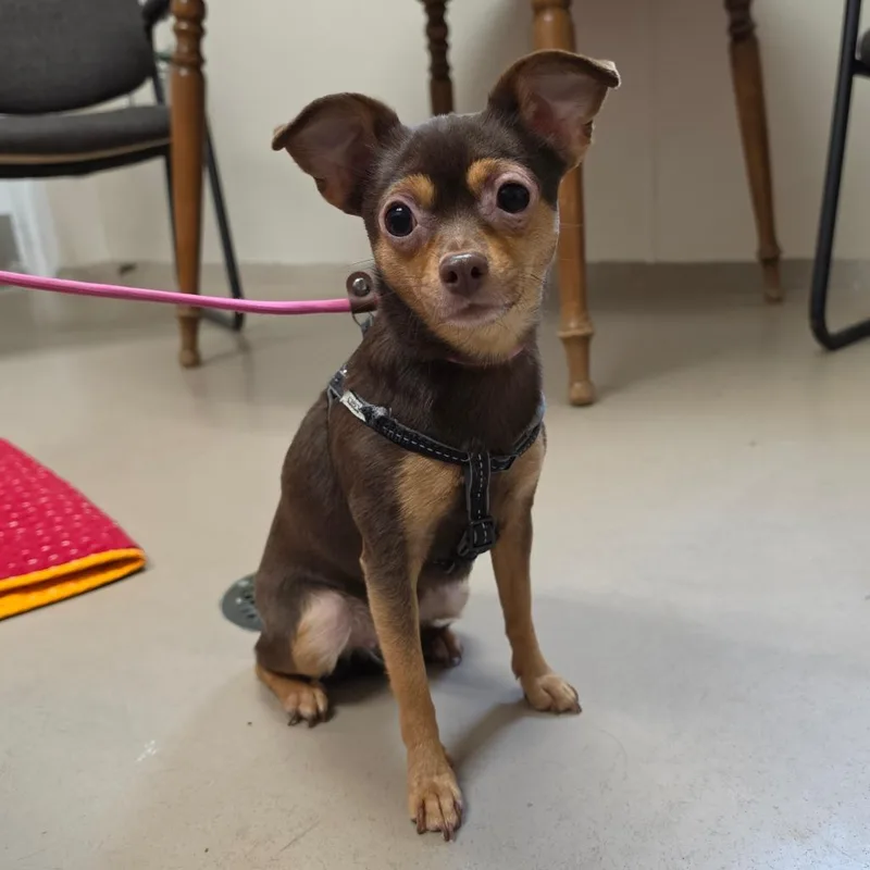 An adult small-sized female Brown / Chocolate Chihuahua dog named Sookie for adoption in Easton, PA