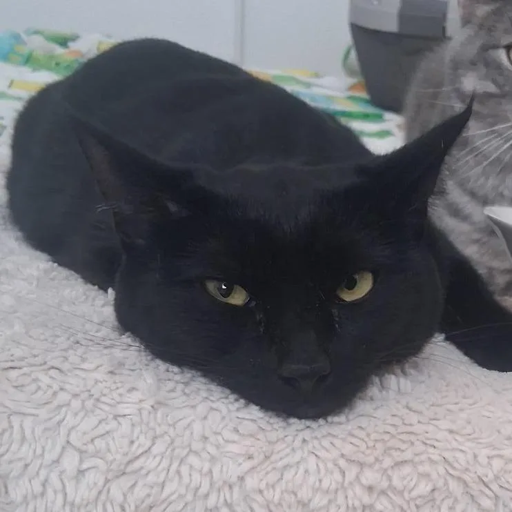An adult small-sized female Black Domestic Short Hair cat named Indya for adoption in Layton, UT
