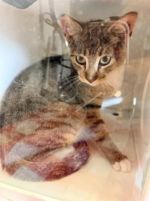 A young small-sized male Domestic Short Hair cat named Horton for adoption in Ontario, CA