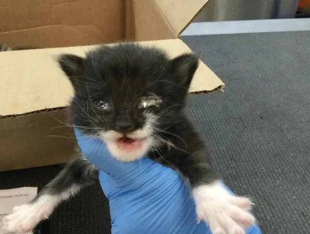 A baby small-sized male Domestic Short Hair cat named Munchkin for adoption in Thousand Palms, CA