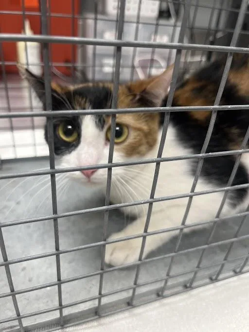 A young medium-sized female Domestic Short Hair cat named Zoey for adoption in Las Vegas, NV