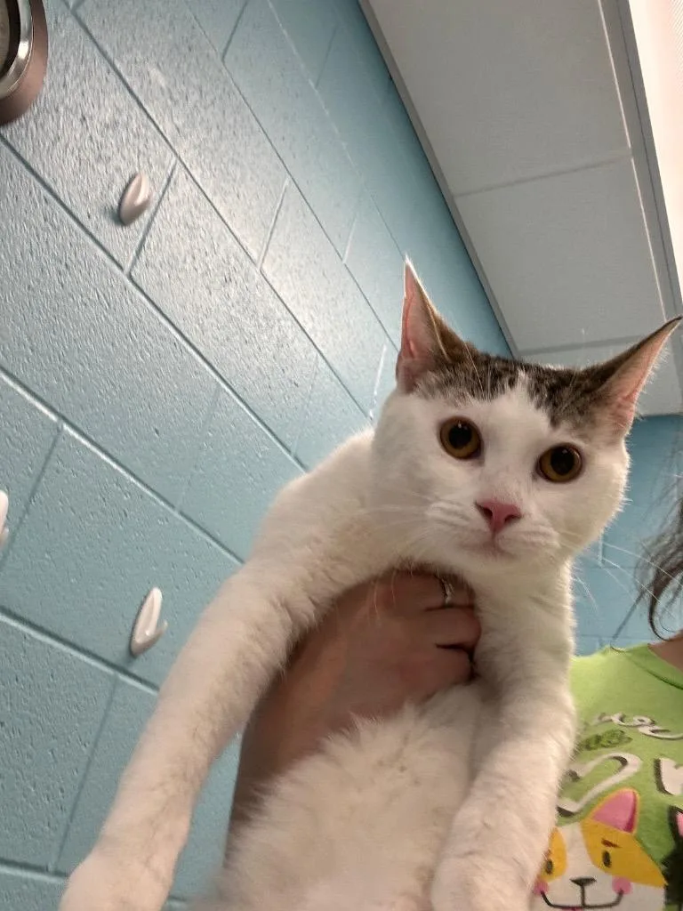 A young medium-sized male Domestic Short Hair cat named Zandi for adoption in Frankfort, KY