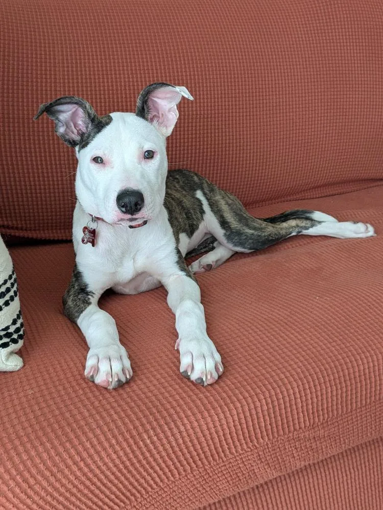 A baby large-sized female Pit Bull Terrier dog named Solene for adoption in Sedalia, CO