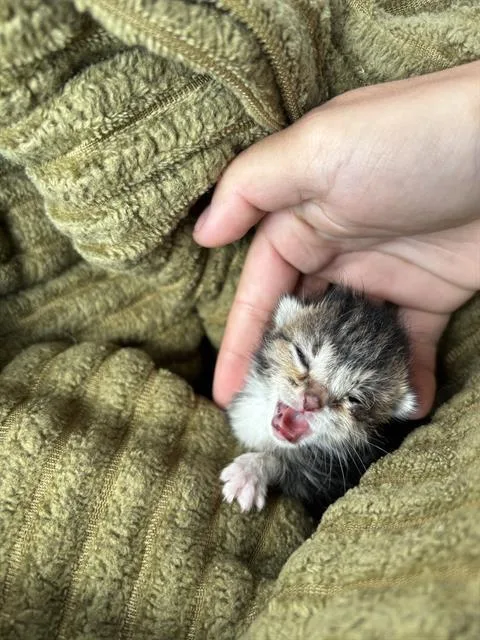 A baby small-sized female Domestic Medium Hair cat named Emma for adoption in Indianapolis, IN