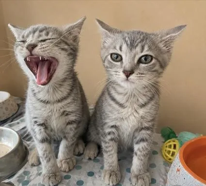 A baby medium-sized male Tabby (Gray / Blue / Silver) Domestic Short Hair cat named Thimble for adoption in Detroit, MI