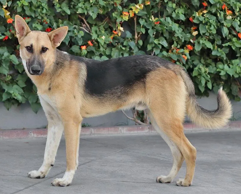 A young large-sized male Black German Shepherd Dog named Bravo von Brunsbek for adoption in Los Angeles, CA