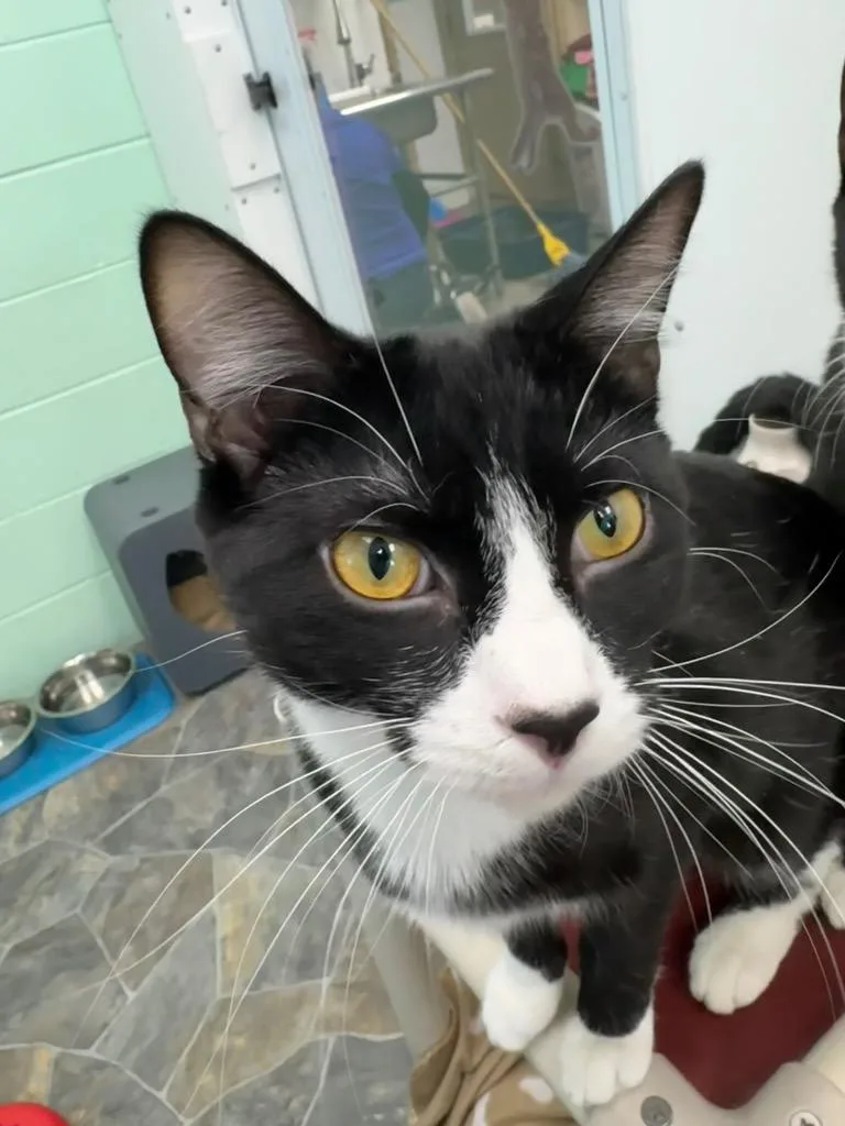 A young small-sized male Domestic Short Hair cat named Bashful for adoption in Shorewood, IL