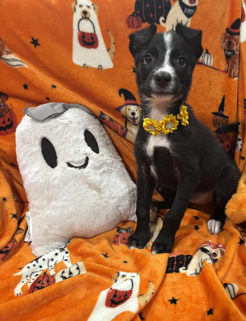 A baby small-sized female Black Border Collie dog named Flower for adoption in Corona, CA