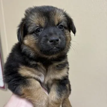 A baby small-sized female Black Chihuahua dog named Janae for adoption in Houston, TX