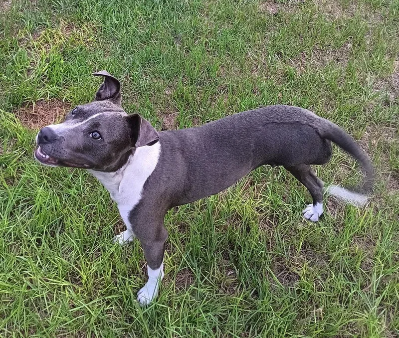 A baby medium-sized female Gray / Blue / Silver Mixed Breed dog named Princess Peach for adoption in Winter Garden, FL