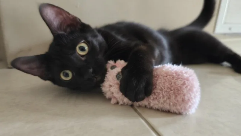 A baby small-sized male Domestic Medium Hair cat named Mondo for adoption in Hudson, NH