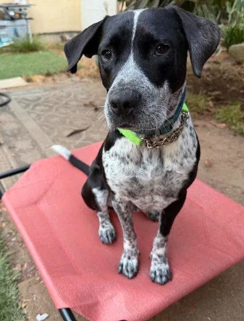 An adult large-sized male Pointer dog named Tucker for adoption in San Diego, CA