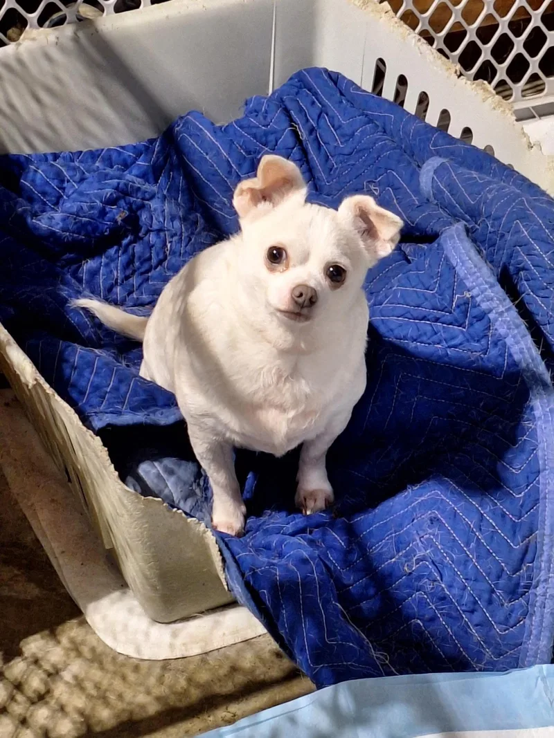 An adult small-sized female White / Cream Chihuahua dog named Daisy for adoption in St. Clairsville, OH