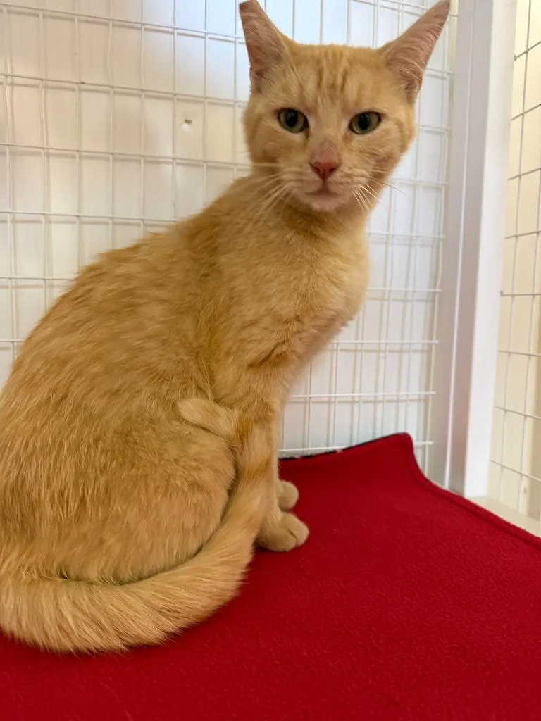 A young medium-sized female Domestic Short Hair cat named Sharon for adoption in Brookings, OR