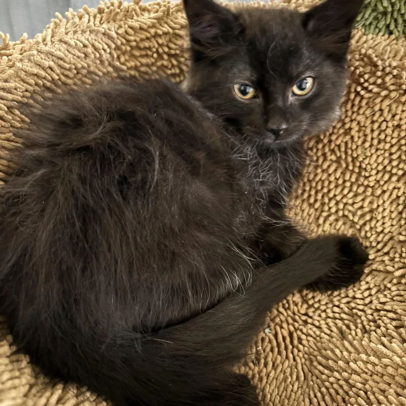 Crowfeather