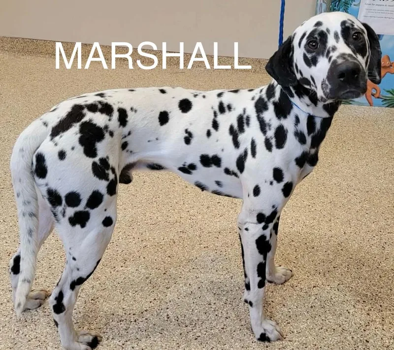 An adult medium-sized male Black Dalmatian dog named Marshall for adoption in North Miami Beach, FL