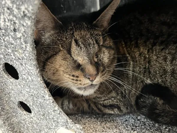 Tabby