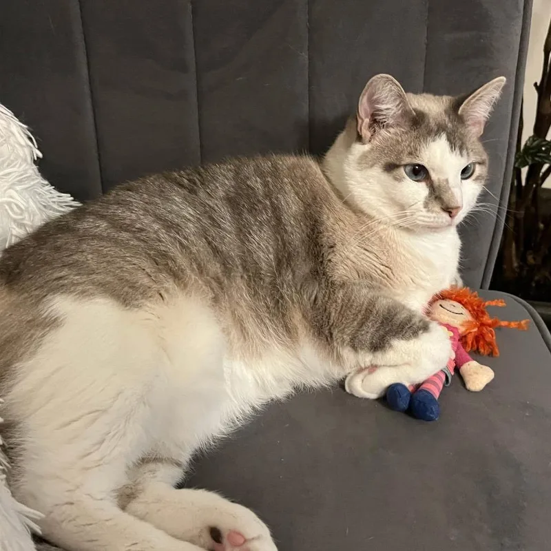 An adult medium-sized female Seal Point Siamese cat named Kiki for adoption in Chattanooga, TN