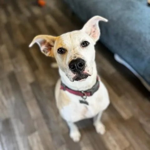 Cassie thumbnail 3