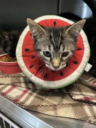 A young medium-sized male Tabby (Brown / Chocolate) Domestic Short Hair cat named Phil for adoption in Belleville, MI