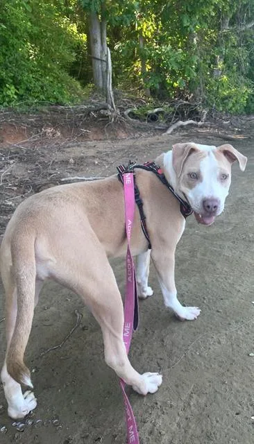 A young small-sized female Pit Bull Terrier dog named Libby for adoption in Charlotte, NC