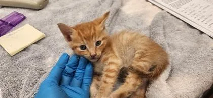 A baby small-sized male Domestic Short Hair cat named Tiny for adoption in Fishers, IN
