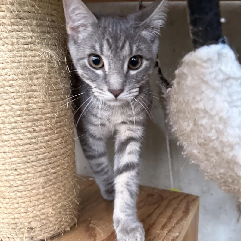 A young medium-sized male Gray / Blue / Silver Domestic Short Hair cat named Bandit for adoption in Schenectady, NY