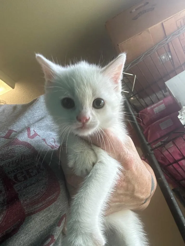 A baby small-sized male Domestic Short Hair cat named Frosty for adoption in Pine Grove, PA