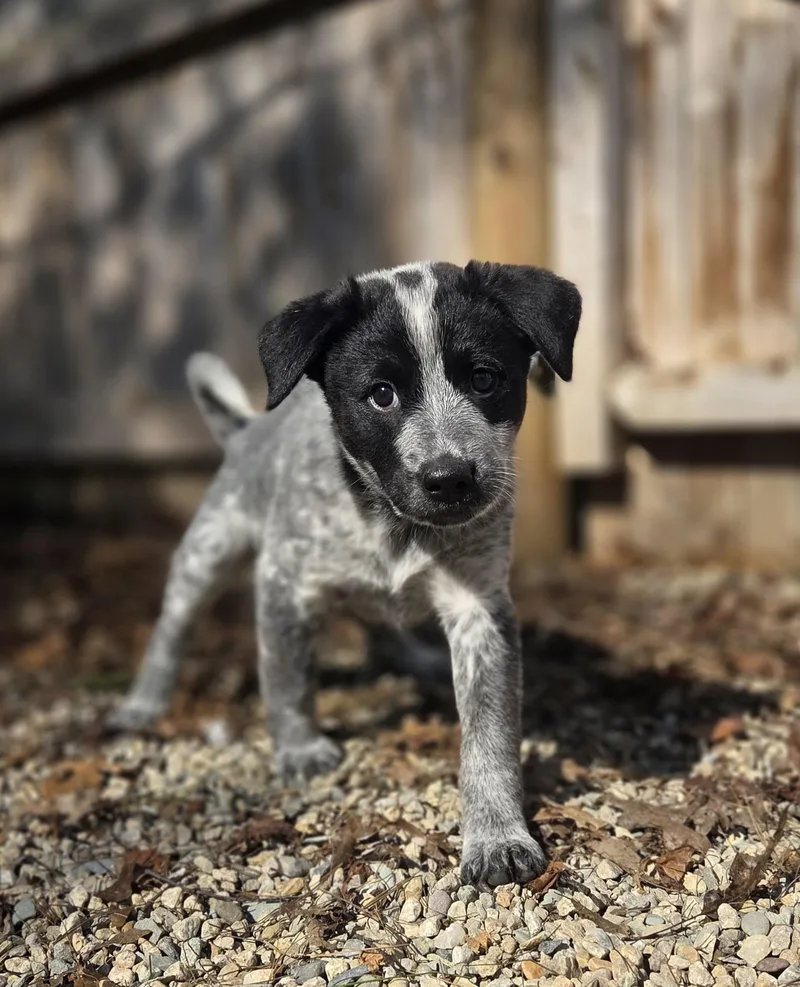 A baby medium-sized female Gray / Blue / Silver Australian Cattle Dog / Blue Heeler dog named Legolas for adoption in Garden City, NY