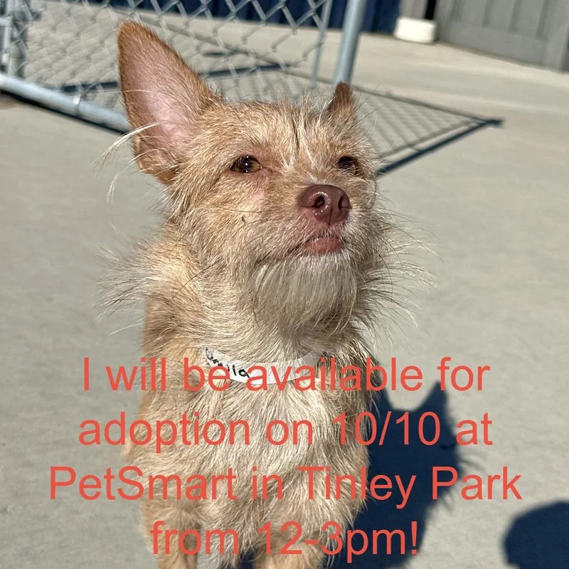 A young small-sized female Chihuahua dog named Chula for adoption in Matteson, IL