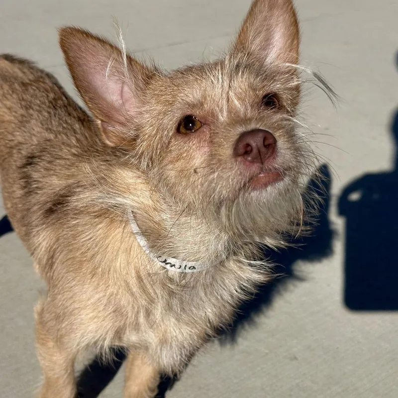 Chula thumbnail 2