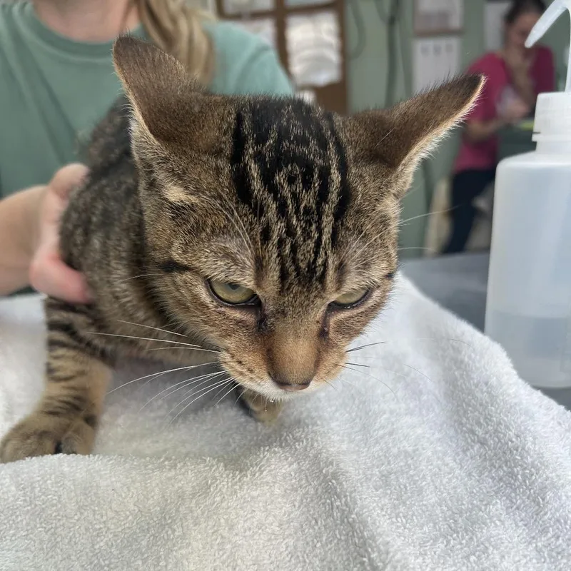 A baby medium-sized male Domestic Short Hair cat named Marcelo for adoption in Cleveland, MS