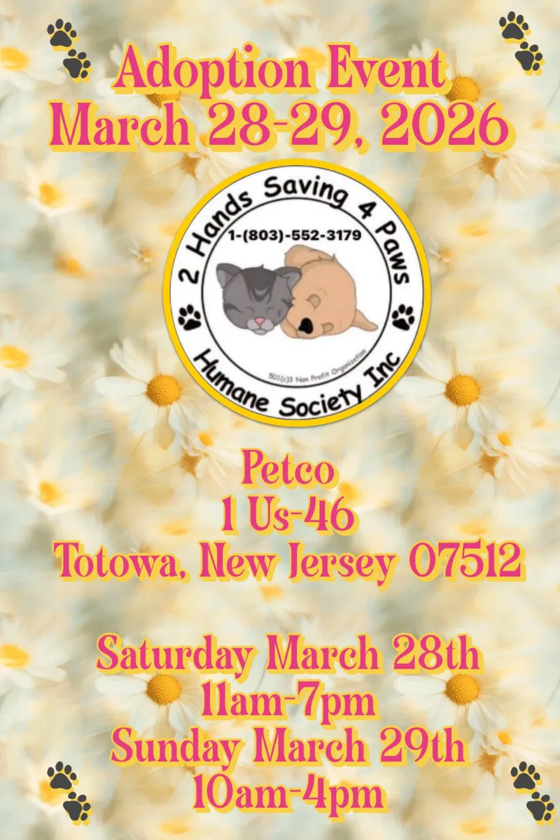 A baby medium-sized female White / Cream Labrador Retriever dog named Toffee for adoption in Thomson , GA