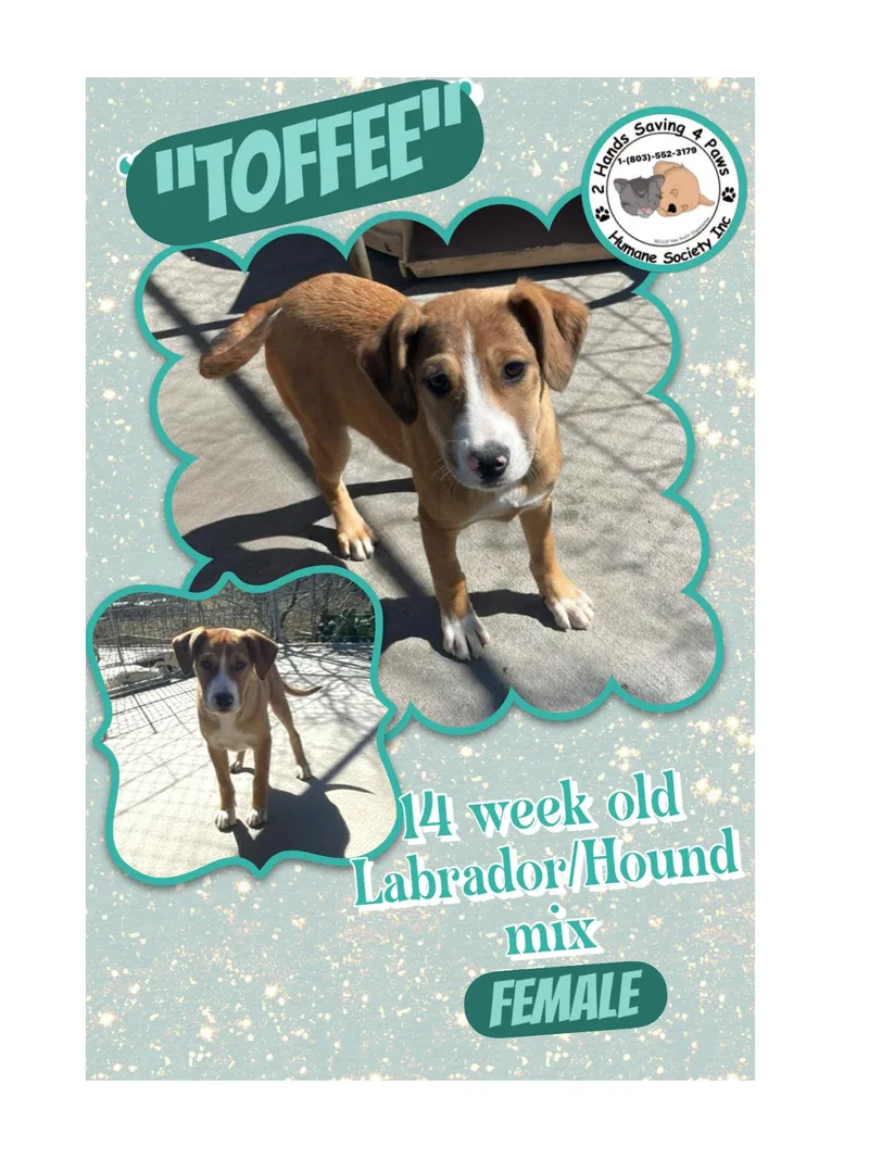 Toffee thumbnail 2