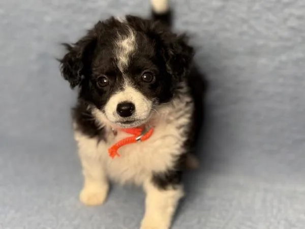 Oreo
