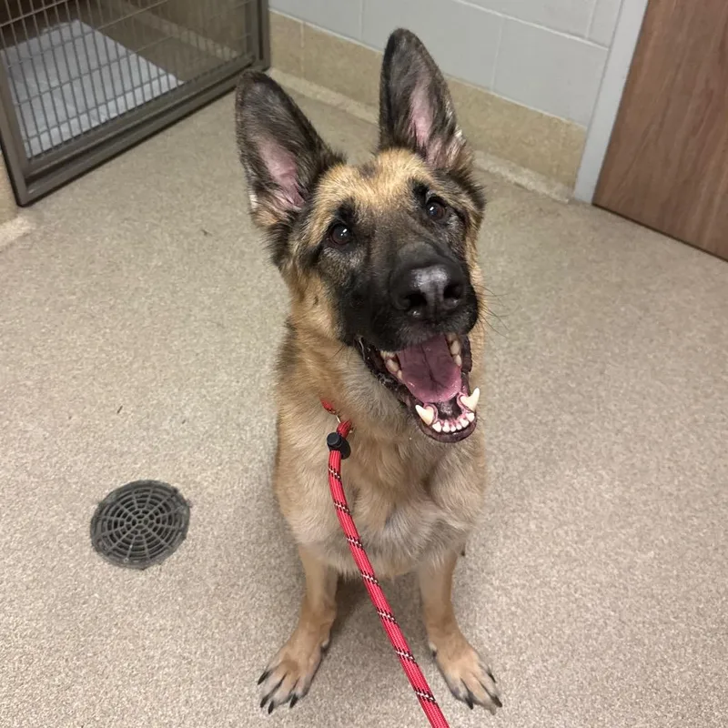 An adult large-sized male Yellow / Tan / Blond / Fawn German Shepherd Dog dog named Cochise for adoption in Bristol, IN