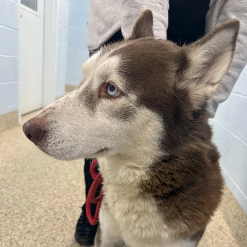 An adult medium-sized female Red / Chestnut / Orange Husky dog named Matilda for adoption in Middletown, NY